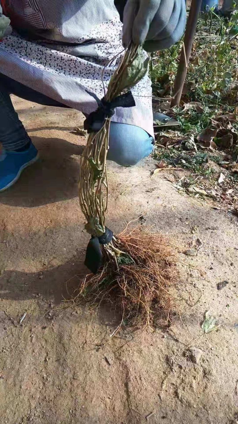 软枣猕猴桃苗基地直供批发价品质保证口感超甜