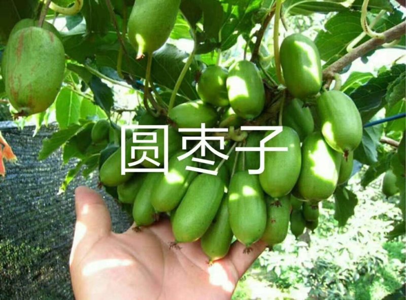 软枣猕猴桃苗基地直供批发价品质保证口感超甜