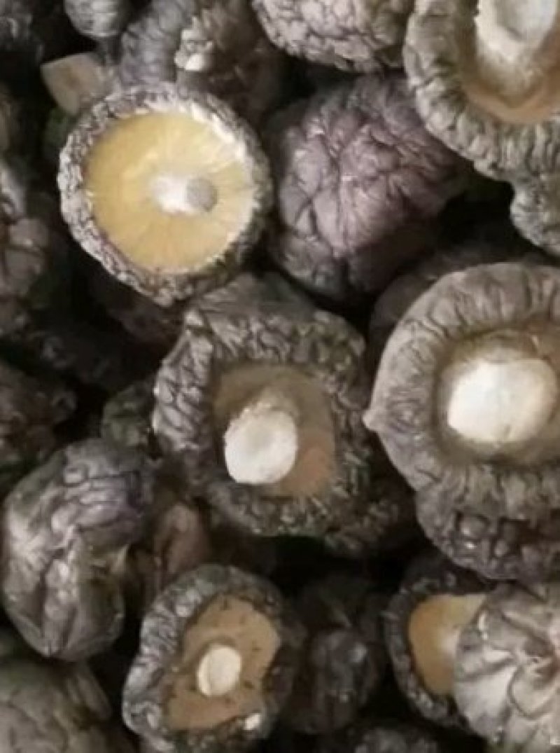 {聚便宣}抗病毒三斤批干香菇光面菇厚肉菇香菇好吃营养丰富