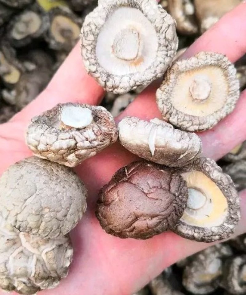 {聚便宣}抗病毒三斤批干香菇光面菇厚肉菇香菇好吃营养丰富