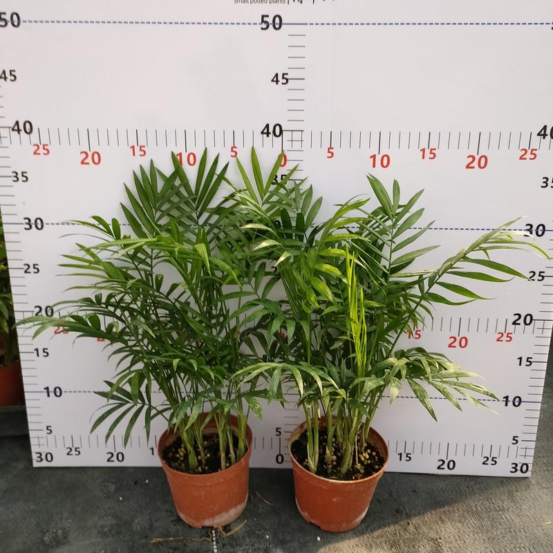 袖珍椰子盆栽袖珍椰子树苗室内花卉绿植净化空气水培