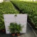 袖珍椰子盆栽袖珍椰子树苗室内花卉绿植净化空气水培