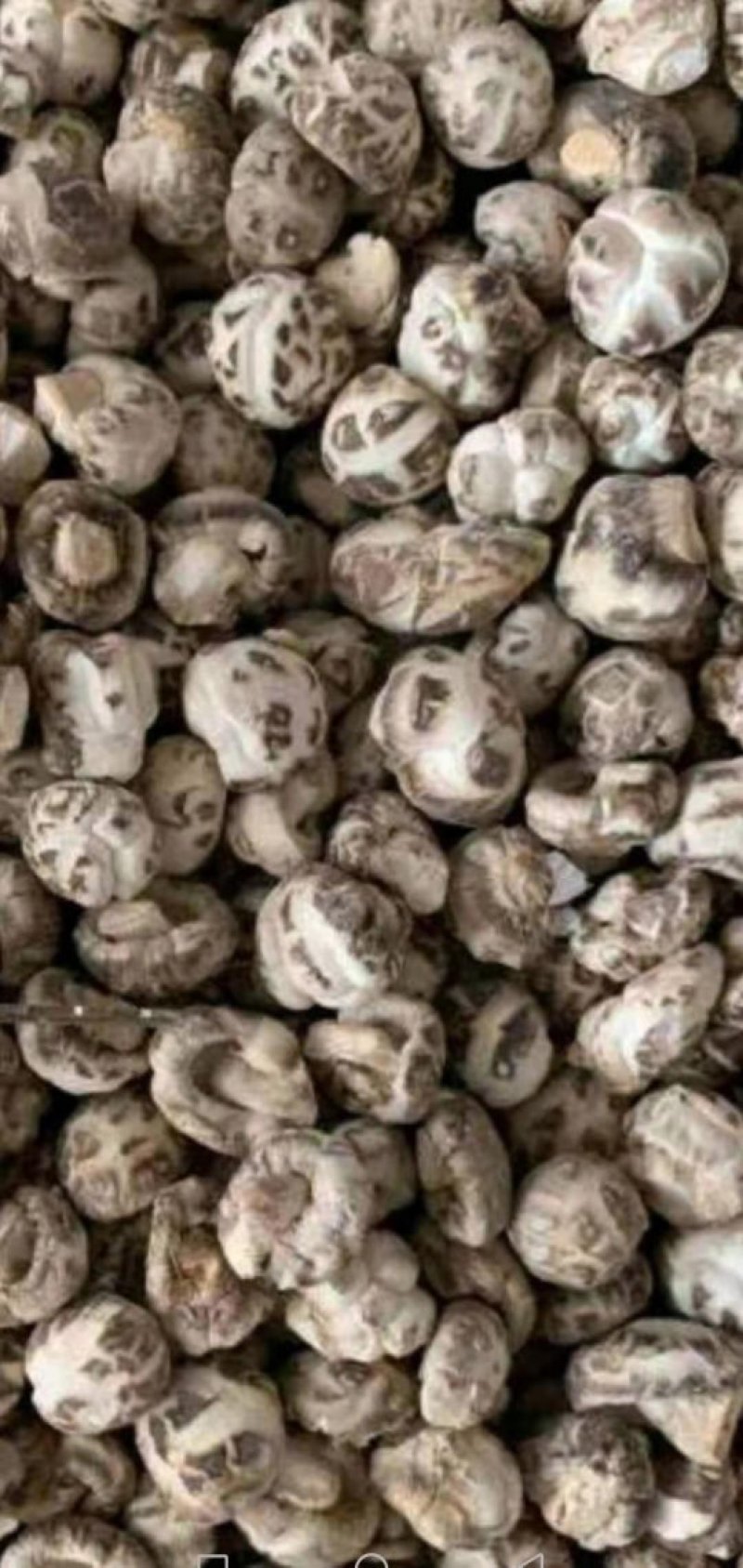自产自销特级白花菇送礼佳品