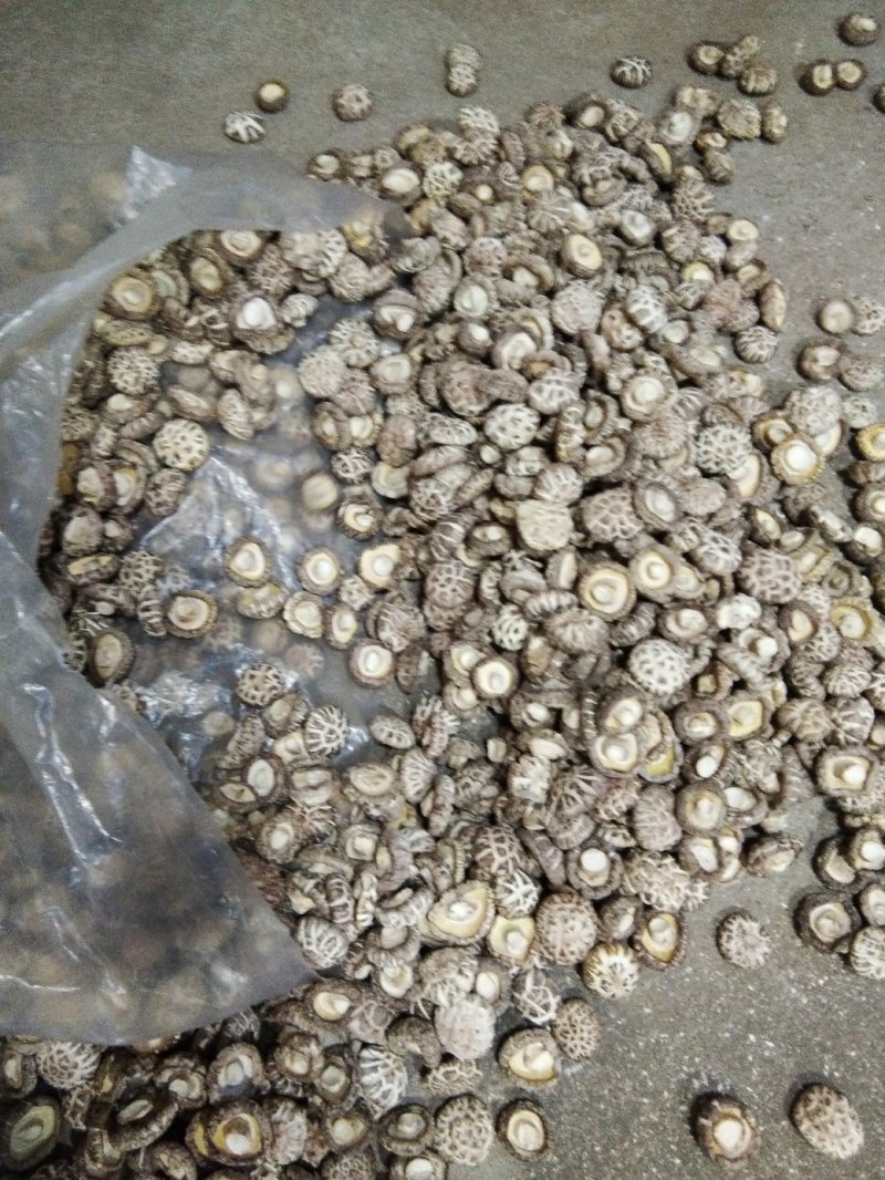 自产自销特级白花菇送礼佳品