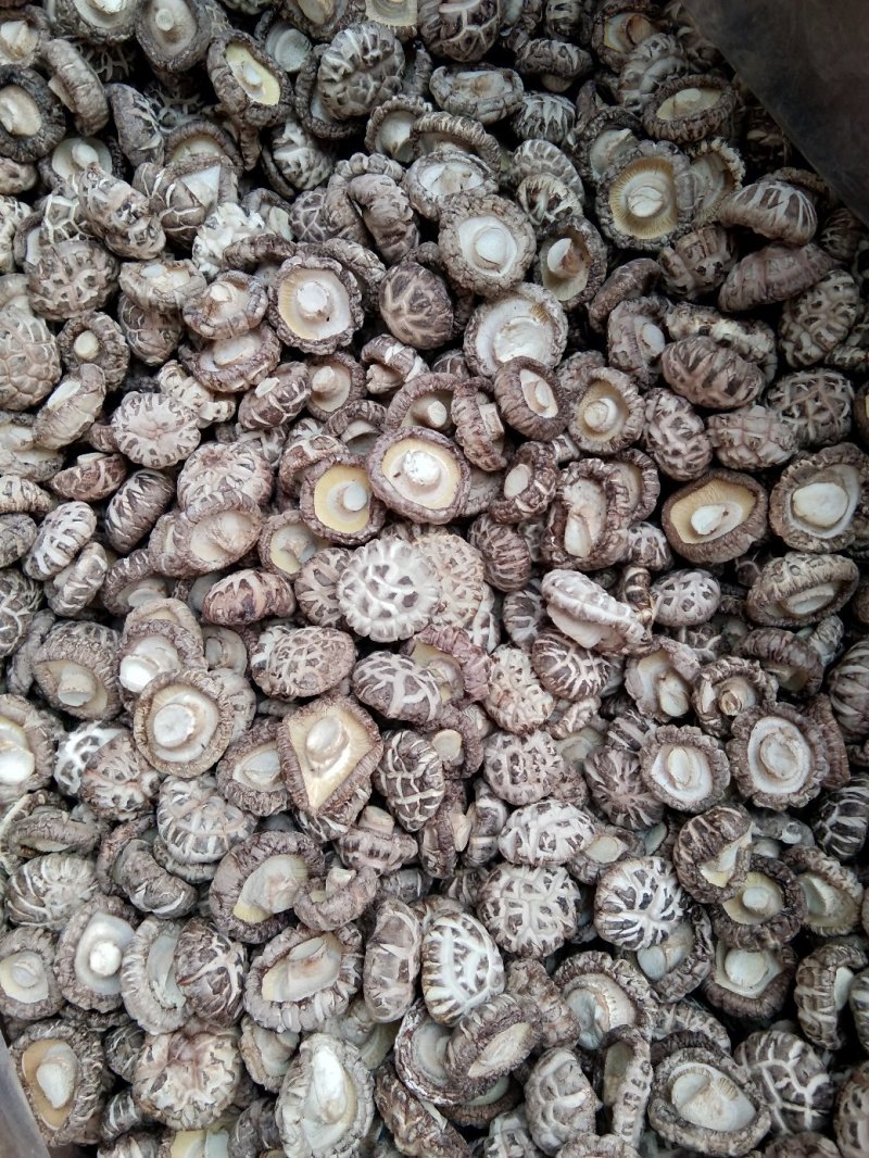 自产自销特级白花菇送礼佳品
