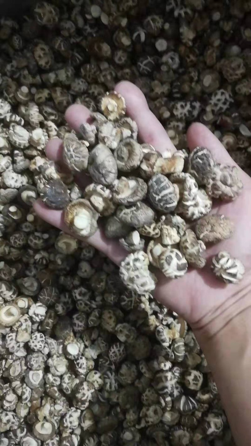自产自销特级白花菇送礼佳品