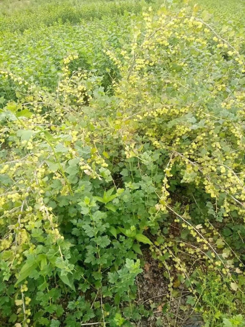 红醋栗苗3年苗灯笼果苗当年结果大果保证成活率