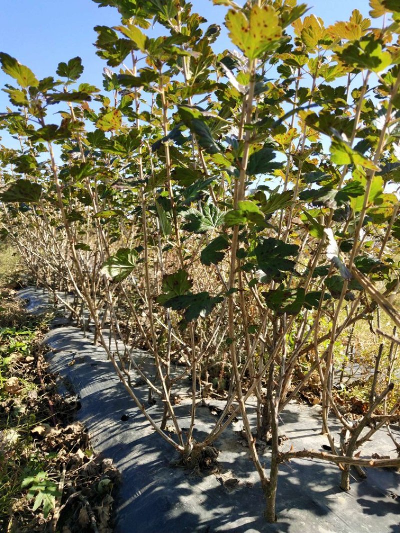 红醋栗苗3年苗灯笼果苗当年结果大果保证成活率