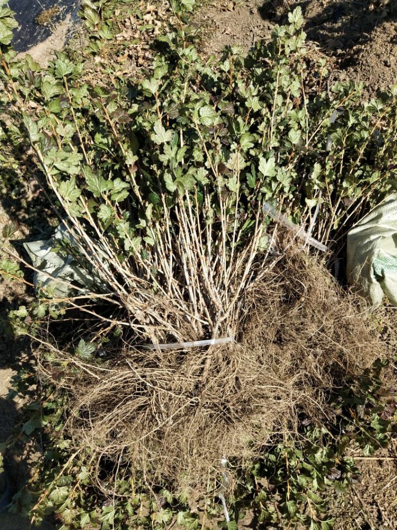 红醋栗苗3年苗灯笼果苗当年结果大果保证成活率