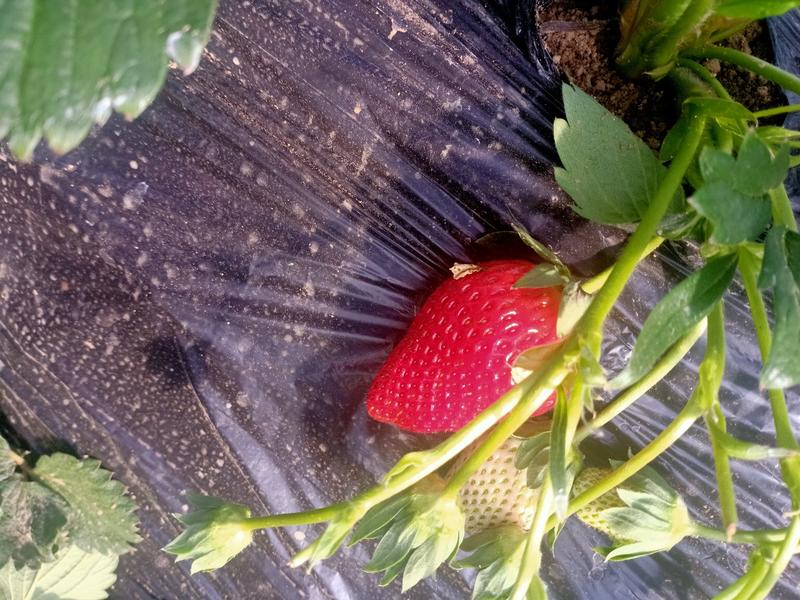 平度甜宝草莓上市了
