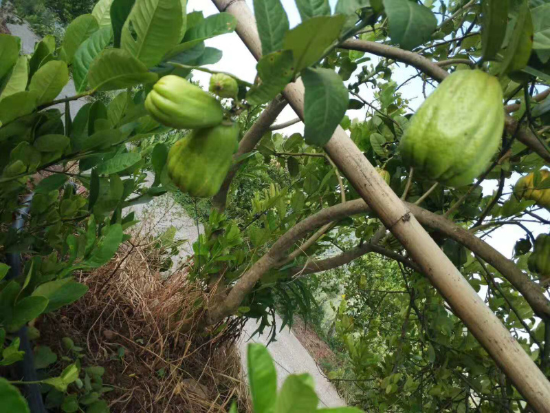 佛手苗川佛手种苗佛手柑苗佛手树苗优质佛手苗