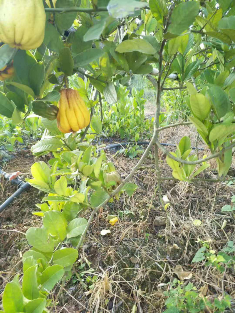 佛手苗川佛手种苗佛手柑苗佛手树苗优质佛手苗
