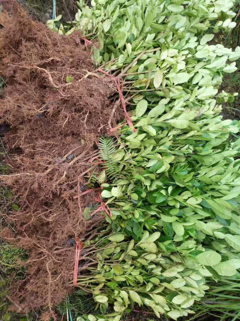 佛手苗川佛手种苗佛手柑苗佛手树苗优质佛手苗