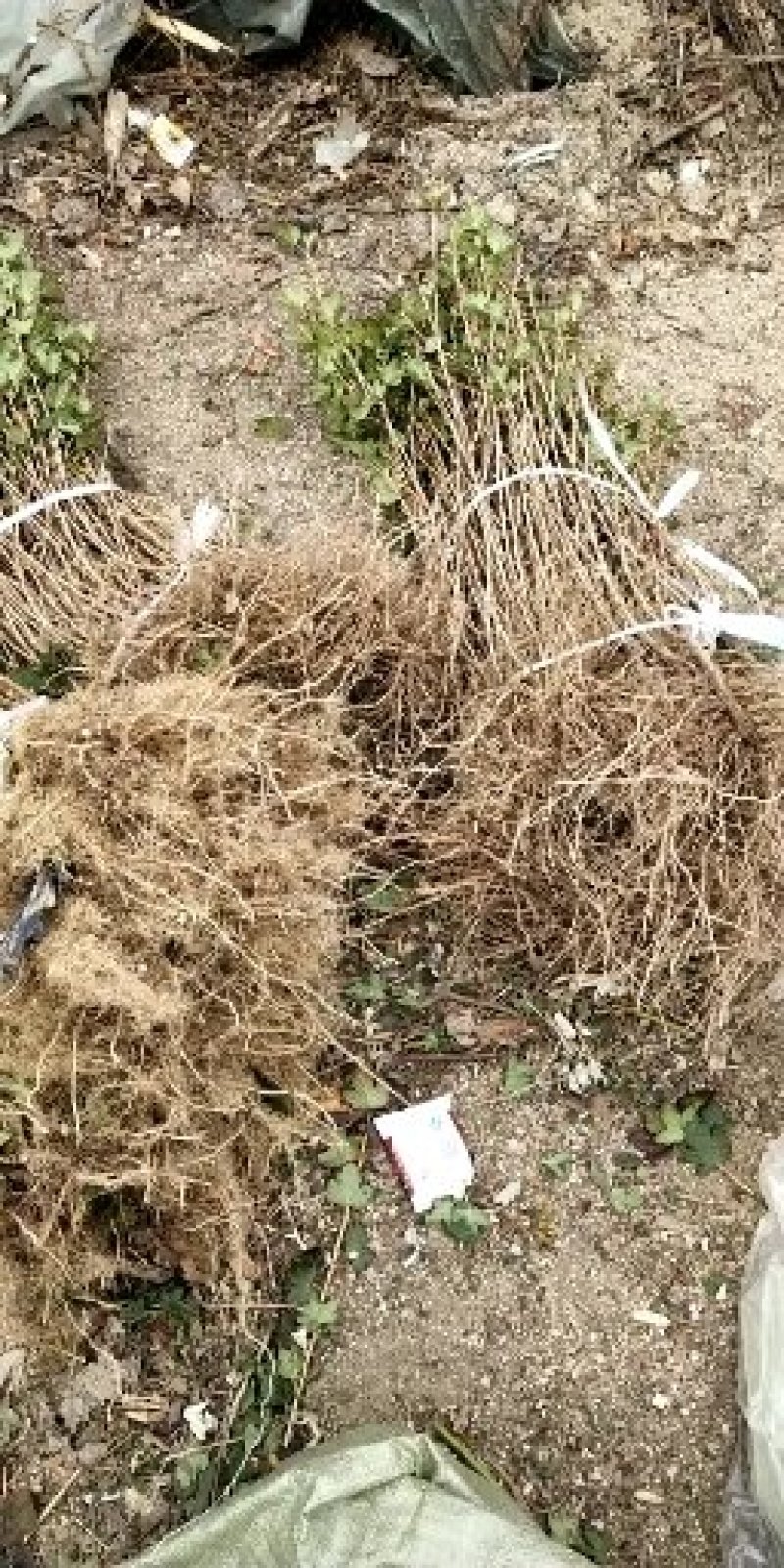 红醋栗苗基地直供批发当年苗灯笼果苗保成活率