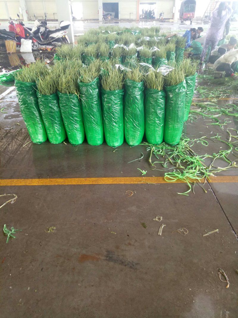 今年新鲜蒜开始预订中保证质量价格随行就市！