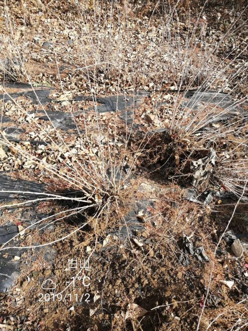 红醋栗苗2年苗当年结果大果高产品种基地直供