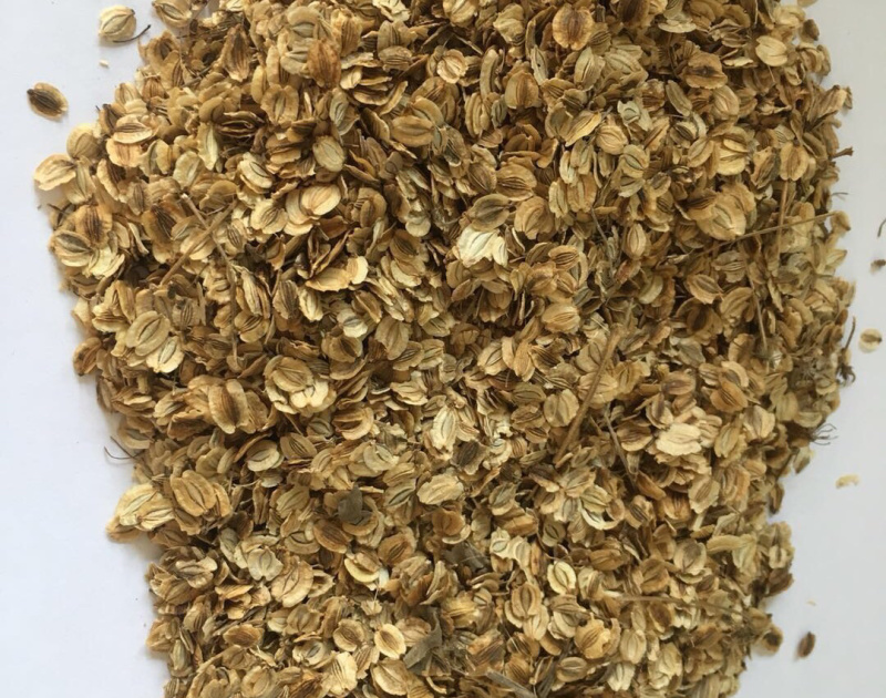 高发芽率川白芷种子白芷种子四川白芷种子新白芷种子
