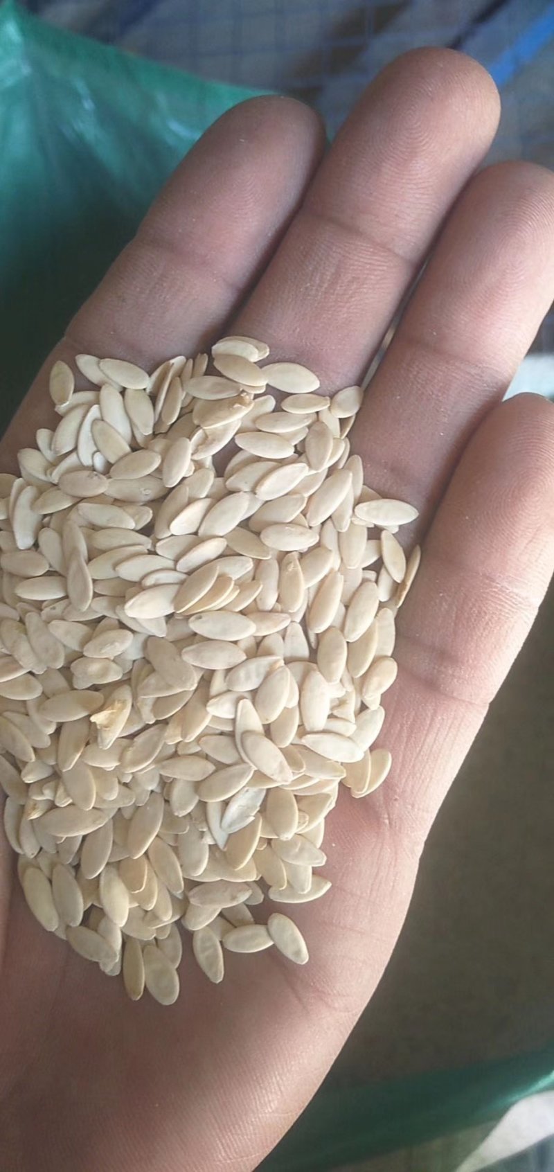 黑龙江药用黄瓜籽，水洗货并常年做定单回收