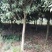 桂花苗移植金桂8至12公分粗径低价处理三百多株