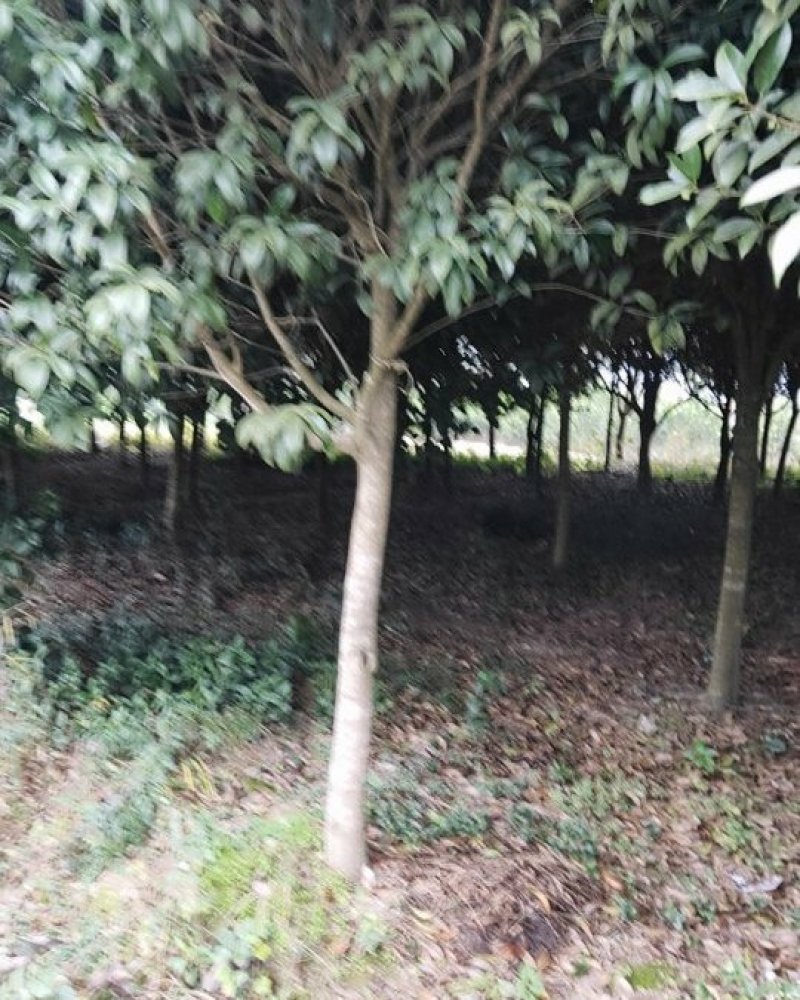 桂花苗移植金桂8至12公分粗径低价处理三百多株