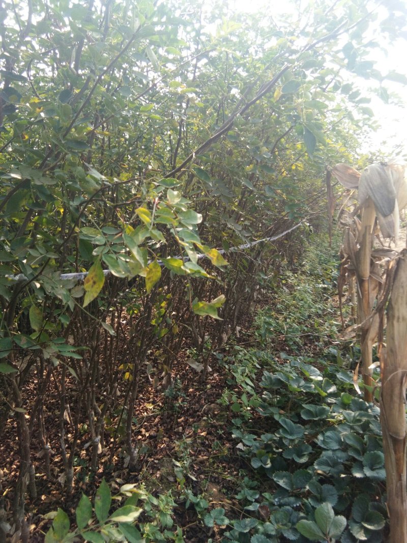 【花椒苗】无刺花椒苗无刺大红袍花椒苗嫁接无刺花椒苗包品种