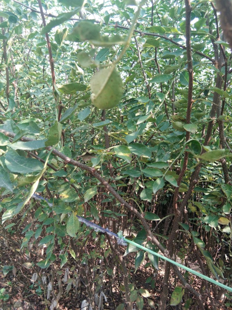 【花椒苗】无刺花椒苗无刺大红袍花椒苗嫁接无刺花椒苗包品种