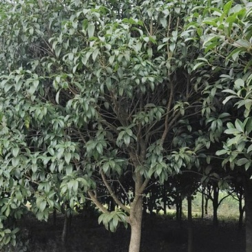 桂花苗移植金桂8至12公分粗径低价处理三百多株