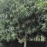 桂花苗移植金桂8至12公分粗径低价处理三百多株