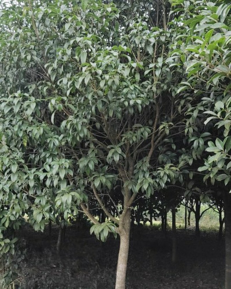 桂花苗移植金桂8至12公分粗径低价处理三百多株