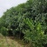 桂花苗移植金桂8至12公分粗径低价处理三百多株