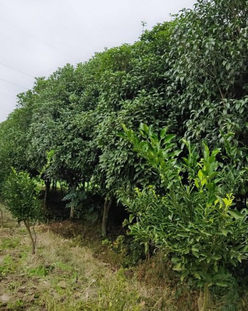 桂花苗移植金桂8至12公分粗径低价处理三百多株