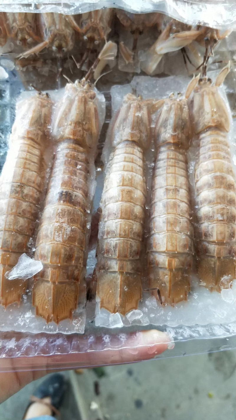 熟冻皮皮虾虾姑濑尿虾熟虾螳螂虾虾婆10包/箱