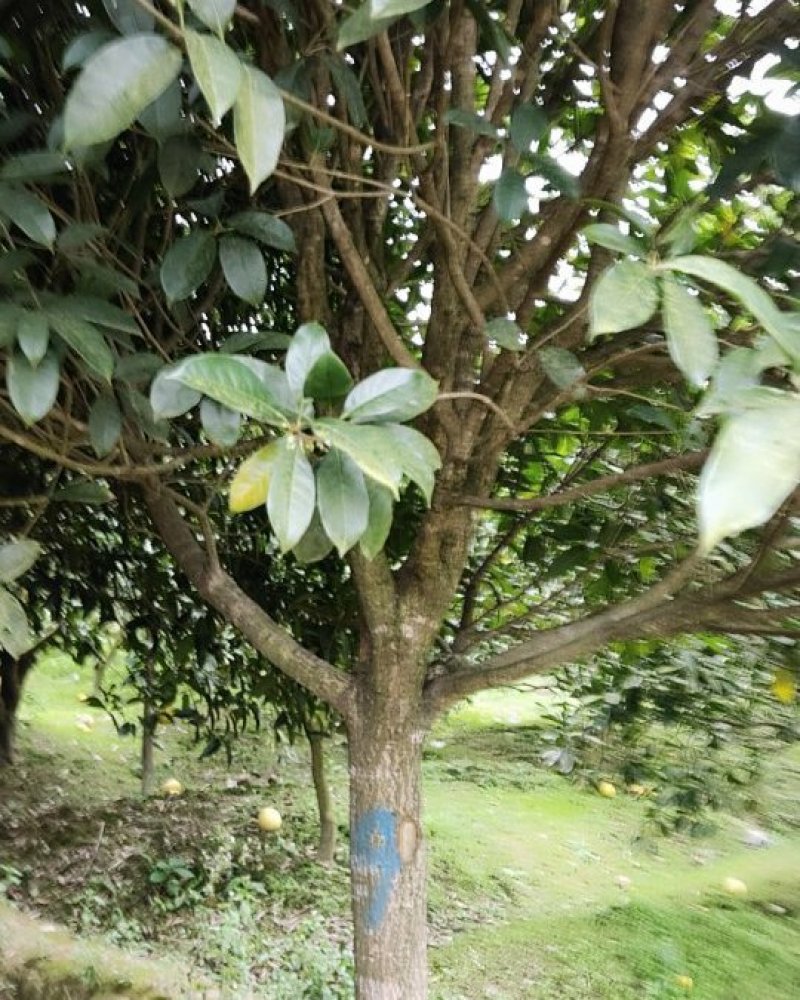 桂花苗移植金桂8至12公分粗径低价处理三百多株