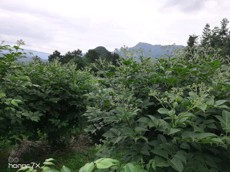 优质吴茱萸苗中花吴茱萸吴茱萸苗子吴茱萸种苗
