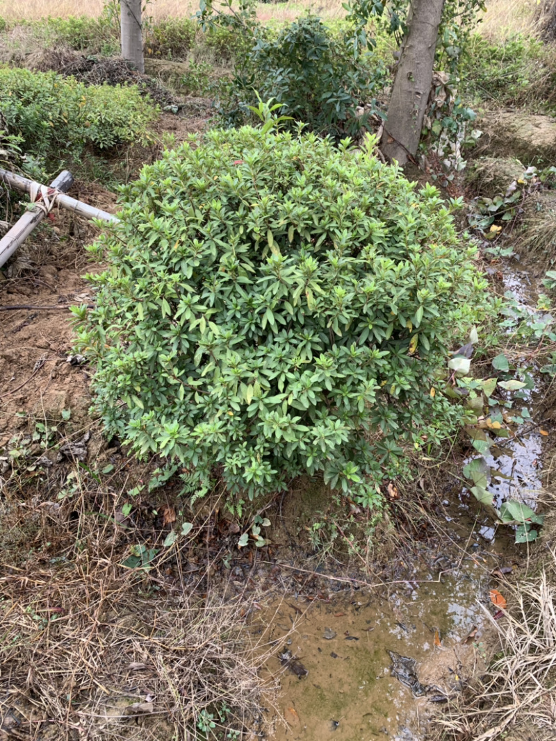 杜鹃球，各规格杜鹃球类，农户直销，量大优惠。