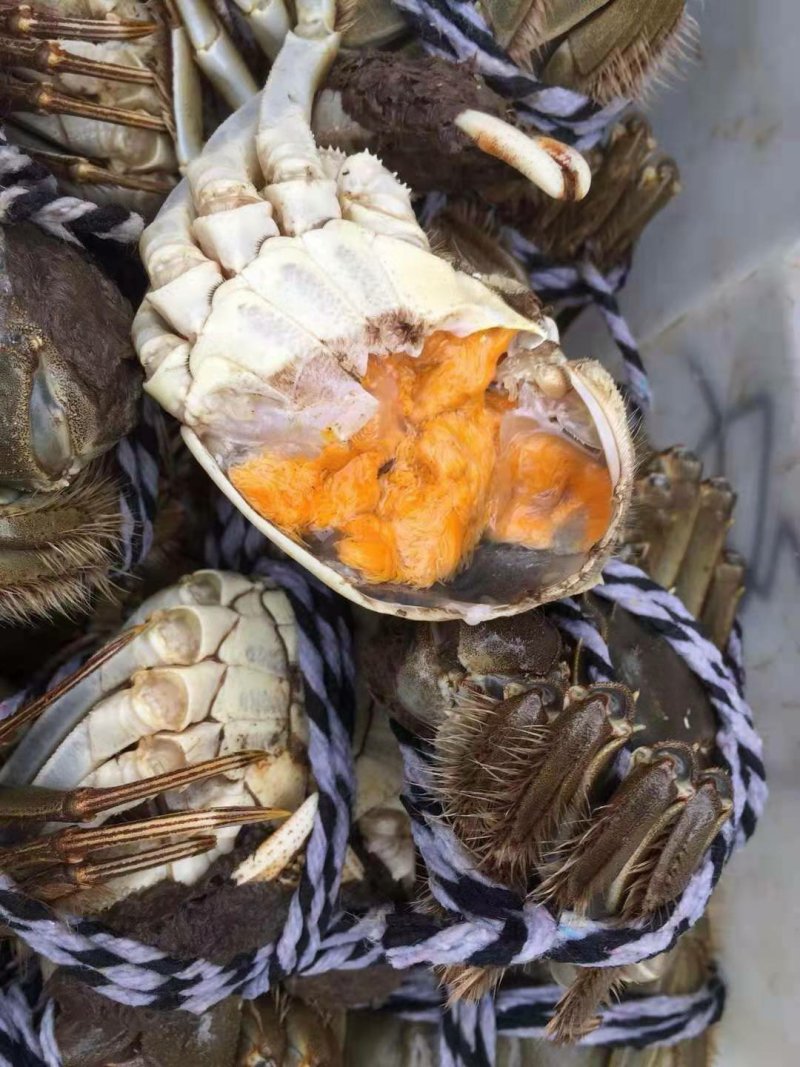 1.5两公蟹食用洪泽湖精品红膏大闸蟹