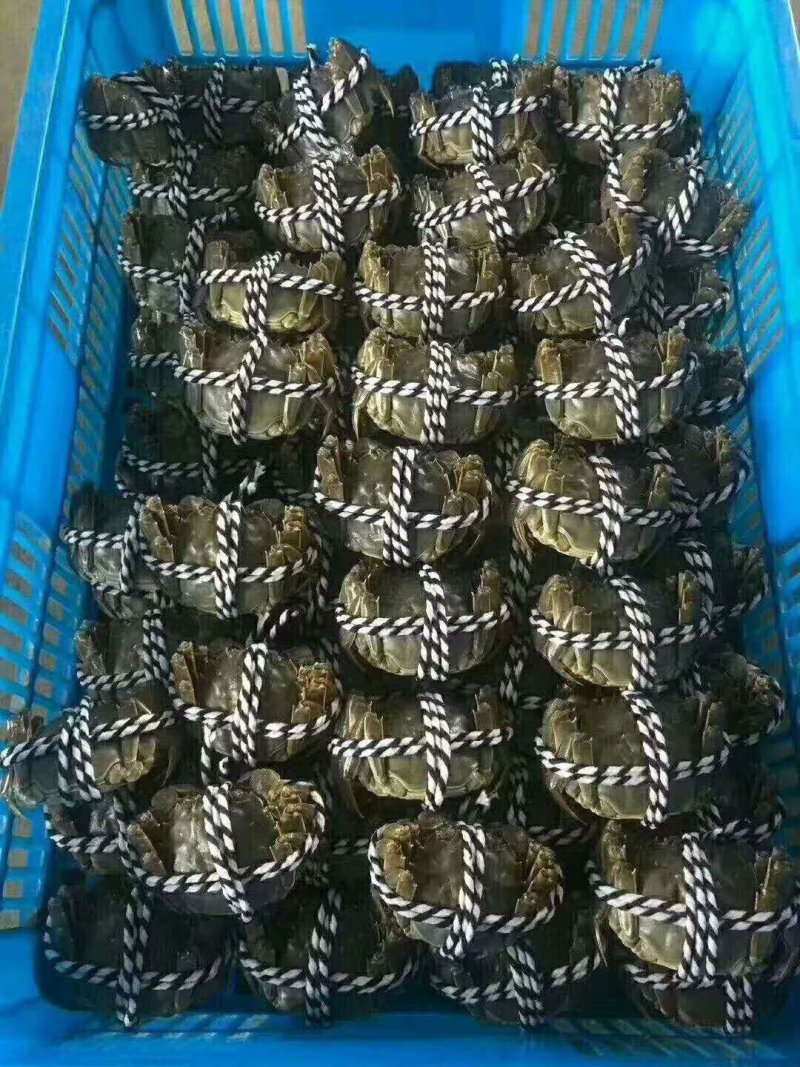1.5两公蟹食用洪泽湖精品红膏大闸蟹