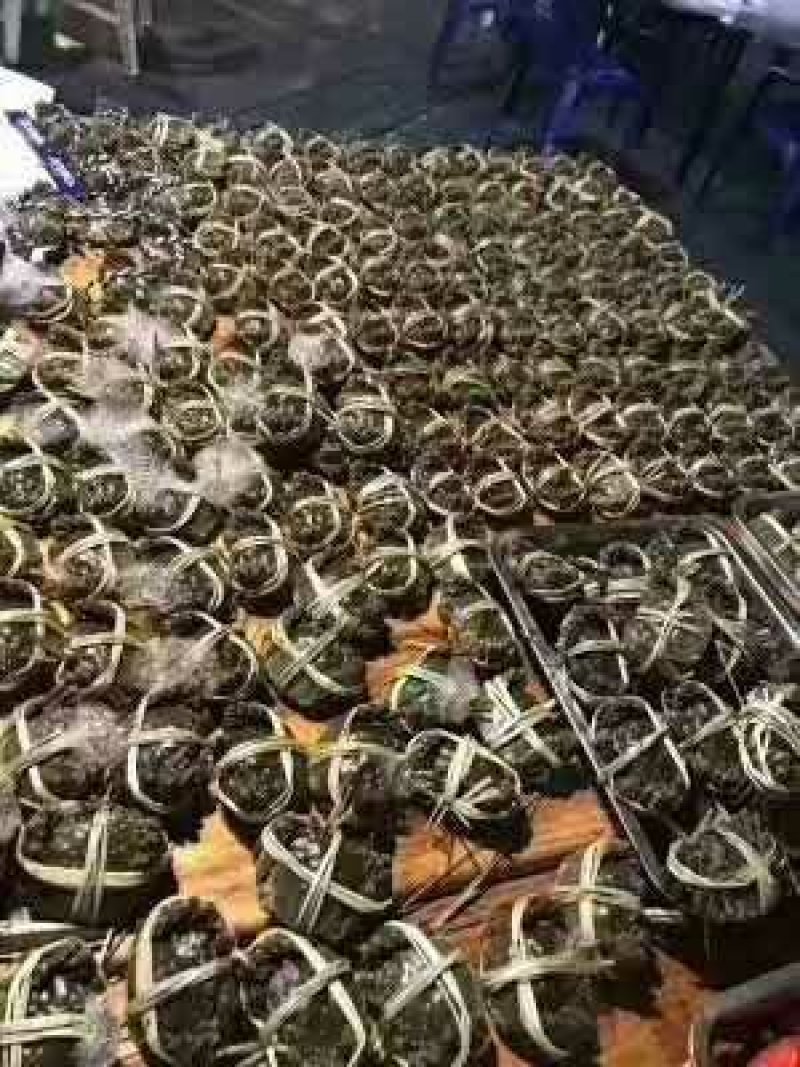 3.0两公蟹食用洪泽湖精品红膏大闸蟹