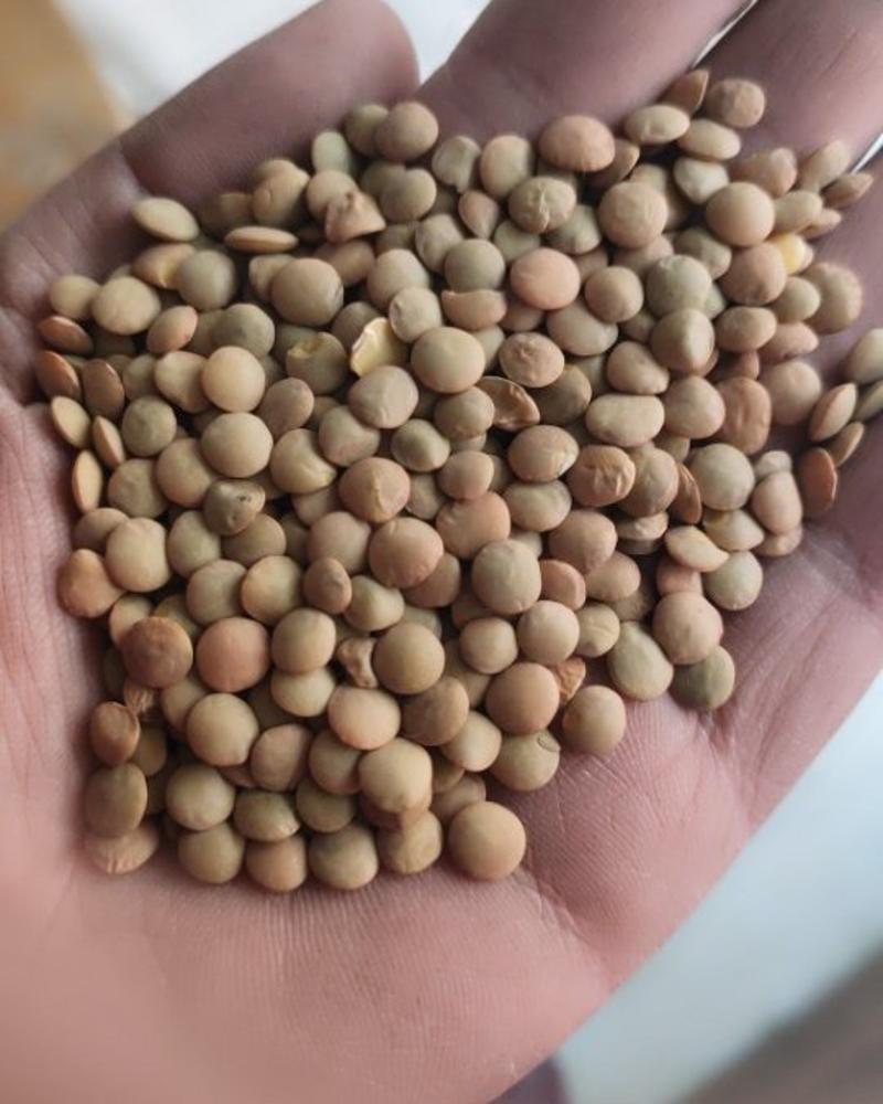 精选大粒扁豆，一级绿扁豆大量批发