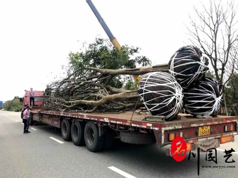 四川精品丛生香泡量大从优欲购从速