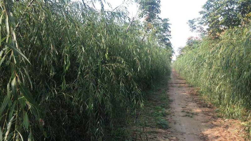 【垂柳苗】垂柳苗当年垂柳小苗青皮垂柳小苗竹柳当年小苗柳树