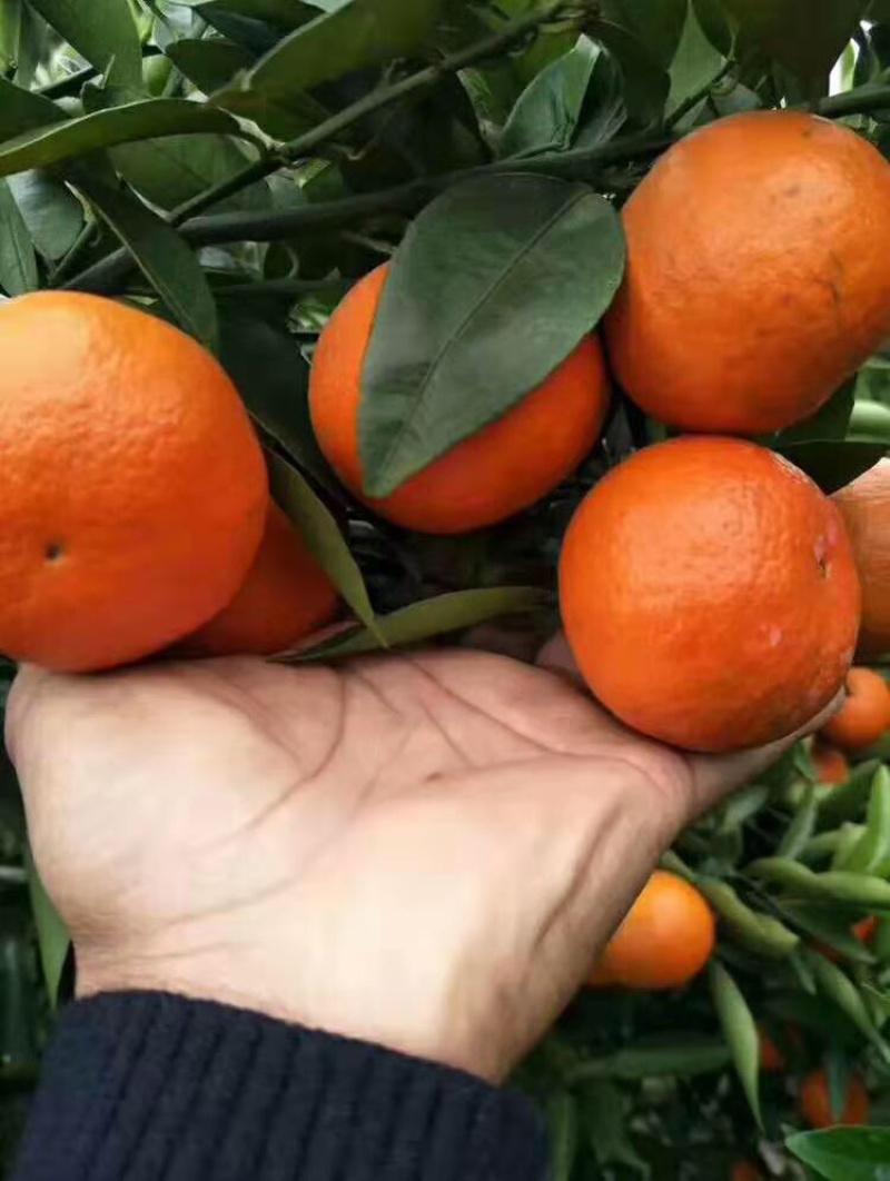 东方红世纪红蜜桔，一手货源货源充足大量批发