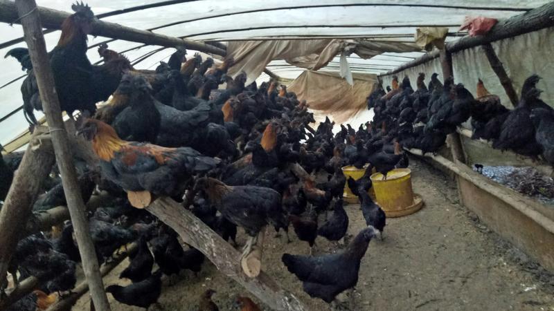 【黑土鸭】本合作社，长期供散养黑土鸡，肉质优良。