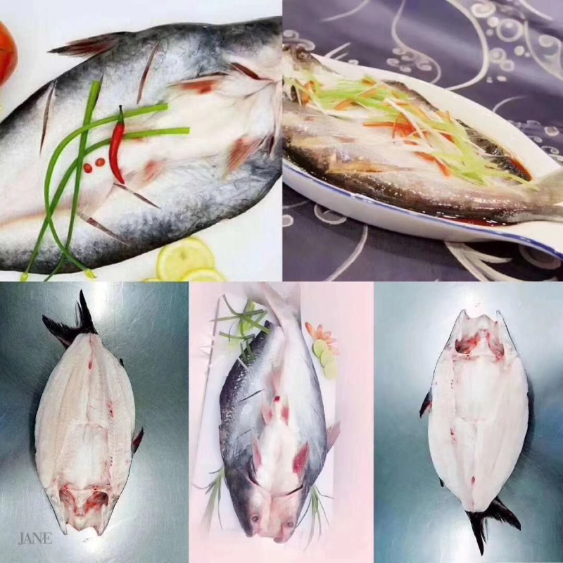 干冰开背巴沙鱼开背鱼巴沙鱼10条