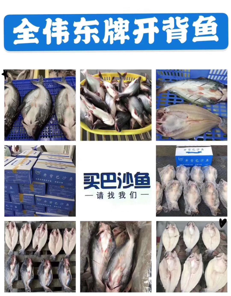 干冰开背巴沙鱼开背鱼巴沙鱼10条
