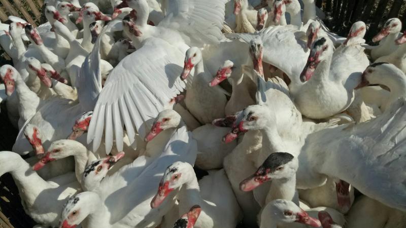 本合作社长期供应双冠鸡4个多月，散养在无污染的田边。