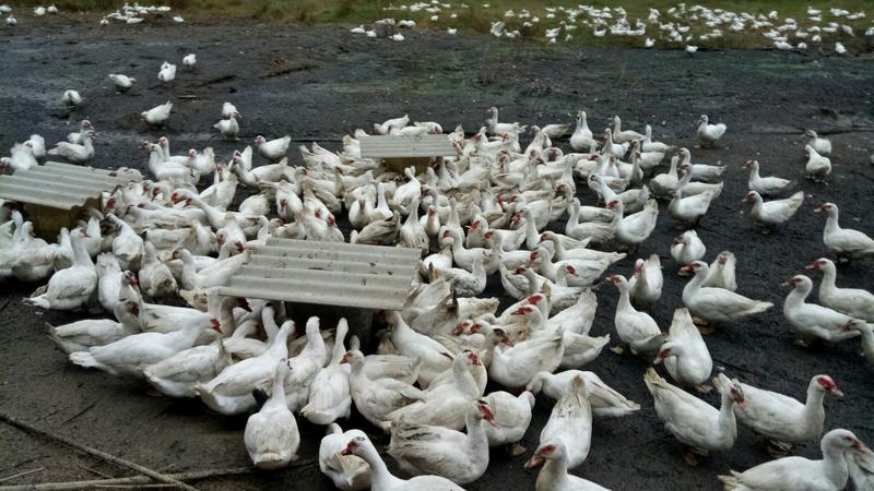 本合作社长期供应双冠鸡4个多月，散养在无污染的田边。