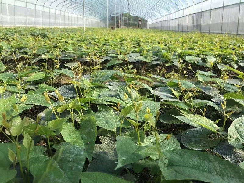 罗汉果苗（青皮果，可视频看苗、技术指导，包回收果子）