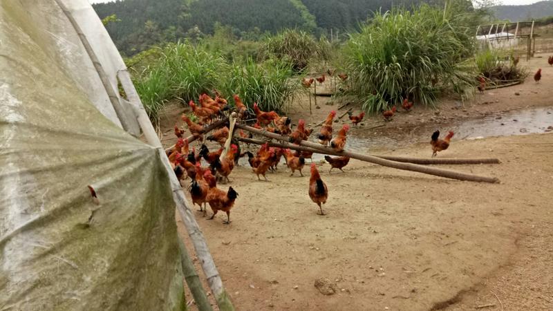 【土鸡】合作长期有放养土鸡红丹山地放养3个多月体重4斤多