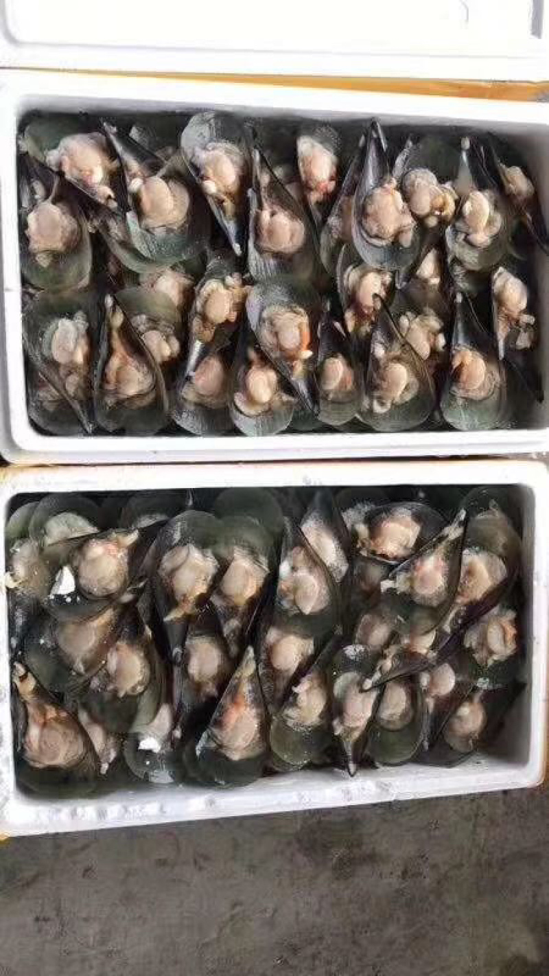 带子半边冷冻带子产地直销，量大从优160粒/箱